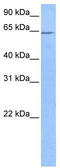 Family With Sequence Similarity 71 Member A antibody, TA337828, Origene, Western Blot image 