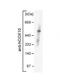 Cytochrome C Oxidase Assembly Factor Heme A:Farnesyltransferase COX10 antibody, GTX46576, GeneTex, Western Blot image 