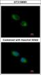 Thioredoxin-related transmembrane protein 1 antibody, LS-C185945, Lifespan Biosciences, Immunocytochemistry image 