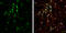 Protein Phosphatase 1 Regulatory Inhibitor Subunit 1B antibody, GTX133350, GeneTex, Immunofluorescence image 