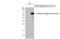 Norovirus antibody, GTX134382, GeneTex, Western Blot image 