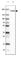 UBP32 antibody, HPA044365, Atlas Antibodies, Western Blot image 