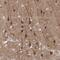 N-Terminal EF-Hand Calcium Binding Protein 3 antibody, NBP2-68902, Novus Biologicals, Immunohistochemistry frozen image 