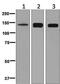 Transforming Acidic Coiled-Coil Containing Protein 3 antibody, ab134154, Abcam, Western Blot image 