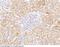 Endothelial Cell Adhesion Molecule antibody, 101677-T08, Sino Biological, Immunohistochemistry frozen image 