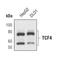 Transcription Factor 7 Like 2 antibody, MA5-14811, Invitrogen Antibodies, Western Blot image 