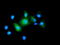 Baculoviral IAP Repeat Containing 5 antibody, LS-C172544, Lifespan Biosciences, Immunofluorescence image 