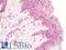 T Cell Leukemia Homeobox 1 antibody, LS-B10109, Lifespan Biosciences, Immunohistochemistry frozen image 