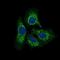 Twinfilin Actin Binding Protein 1 antibody, MA5-17194, Invitrogen Antibodies, Immunofluorescence image 