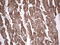 Adiponectin, C1Q And Collagen Domain Containing antibody, LS-C798176, Lifespan Biosciences, Immunohistochemistry paraffin image 