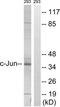 Jun Proto-Oncogene, AP-1 Transcription Factor Subunit antibody, TA326089, Origene, Western Blot image 