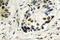 p53 antibody, LS-C177770, Lifespan Biosciences, Immunohistochemistry frozen image 