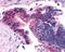 Frizzled Class Receptor 5 antibody, NLS4273, Novus Biologicals, Immunohistochemistry frozen image 