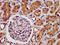 LDL Receptor Related Protein 2 antibody, LS-C670615, Lifespan Biosciences, Immunohistochemistry paraffin image 