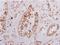 Oxysterol Binding Protein Like 6 antibody, NBP1-31456, Novus Biologicals, Immunohistochemistry paraffin image 