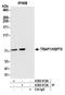 Putative endoplasmin-like protein antibody, A305-012A, Bethyl Labs, Immunoprecipitation image 