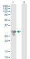 Polycomb Group Ring Finger 5 antibody, H00084333-M01, Novus Biologicals, Western Blot image 