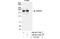 WD Repeat Domain 62 antibody, NB100-77302, Novus Biologicals, Immunoprecipitation image 