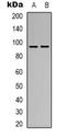 Semaphorin 4D antibody, orb339131, Biorbyt, Western Blot image 