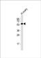 Dopamine Receptor D5 antibody, PA5-72237, Invitrogen Antibodies, Western Blot image 