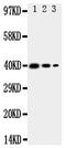 Translocation Associated Membrane Protein 2 antibody, PA2011, Boster Biological Technology, Western Blot image 