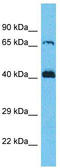 Secretion Regulating Guanine Nucleotide Exchange Factor antibody, TA331999, Origene, Western Blot image 