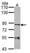 Dishevelled Segment Polarity Protein 3 antibody, GTX102509, GeneTex, Western Blot image 