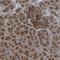 Protein Phosphatase 1 Regulatory Subunit 15A antibody, HPA020240, Atlas Antibodies, Immunohistochemistry frozen image 