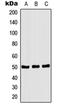 C-Terminal Src Kinase antibody, orb213786, Biorbyt, Western Blot image 