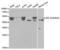 FIP3 antibody, AHP2480, Bio-Rad (formerly AbD Serotec) , Western Blot image 