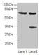Synaptotagmin Binding Cytoplasmic RNA Interacting Protein antibody, LS-B11374, Lifespan Biosciences, Western Blot image 