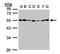 Serine/Threonine Kinase 24 antibody, NBP1-31575, Novus Biologicals, Western Blot image 