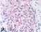 NPHS1 Adhesion Molecule, Nephrin antibody, LS-B106, Lifespan Biosciences, Immunohistochemistry frozen image 