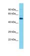 Aldehyde Dehydrogenase 1 Family Member A2 antibody, orb331068, Biorbyt, Western Blot image 