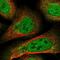 Regulatory Factor X3 antibody, NBP1-86301, Novus Biologicals, Immunofluorescence image 