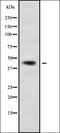 Collagen Type XXVI Alpha 1 Chain antibody, orb336287, Biorbyt, Western Blot image 