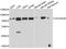 GATA Zinc Finger Domain Containing 2B antibody, A9716, ABclonal Technology, Western Blot image 