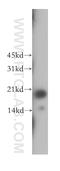 Fas Apoptotic Inhibitory Molecule antibody, 13005-1-AP, Proteintech Group, Western Blot image 