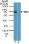 TLR4 Interactor With Leucine Rich Repeats antibody, PA5-23454, Invitrogen Antibodies, Western Blot image 