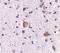 Regulating Synaptic Membrane Exocytosis 2 antibody, LS-C53302, Lifespan Biosciences, Immunohistochemistry paraffin image 