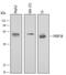 FKBP Prolyl Isomerase 8 antibody, MAB3580, R&D Systems, Western Blot image 