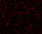 NADH:Ubiquinone Oxidoreductase Complex Assembly Factor 2 antibody, A08718, Boster Biological Technology, Immunofluorescence image 