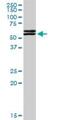 TATA-Box Binding Protein Associated Factor, RNA Polymerase I Subunit A antibody, H00009015-D01P, Novus Biologicals, Western Blot image 