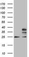 Mitochondrial Ribosomal Protein S15 antibody, M13979, Boster Biological Technology, Western Blot image 