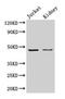 Aldolase, Fructose-Bisphosphate A antibody, CSB-PA00015A0Rb, Cusabio, Western Blot image 