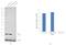 Eukaryotic Translation Initiation Factor 1 antibody, MA1-077, Invitrogen Antibodies, Western Blot image 