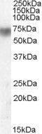 Lactoperoxidase antibody, GTX88759, GeneTex, Western Blot image 