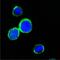 Regenerating Family Member 1 Alpha antibody, A03075, Boster Biological Technology, Immunofluorescence image 