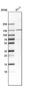 Tyrosine Kinase 2 antibody, NBP1-87825, Novus Biologicals, Western Blot image 
