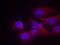 Glutamate receptor ionotropic, NMDA 2B antibody, PA5-37591, Invitrogen Antibodies, Immunofluorescence image 